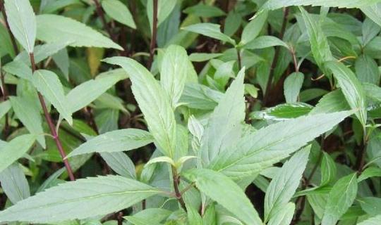 蓝星草的花语有何特别之处？