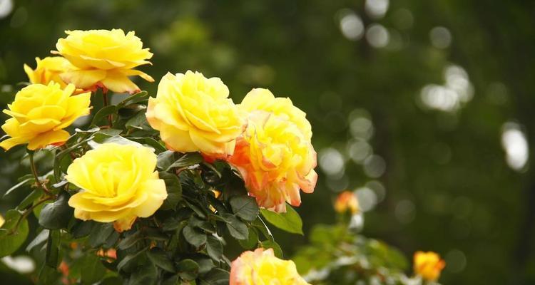 军中姐妹花语是什么花？粉花的花语又是什么？