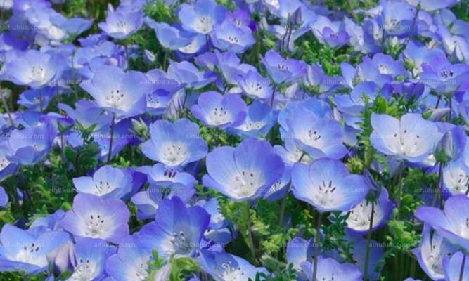军中姐妹花语是什么花？粉花的花语又是什么？