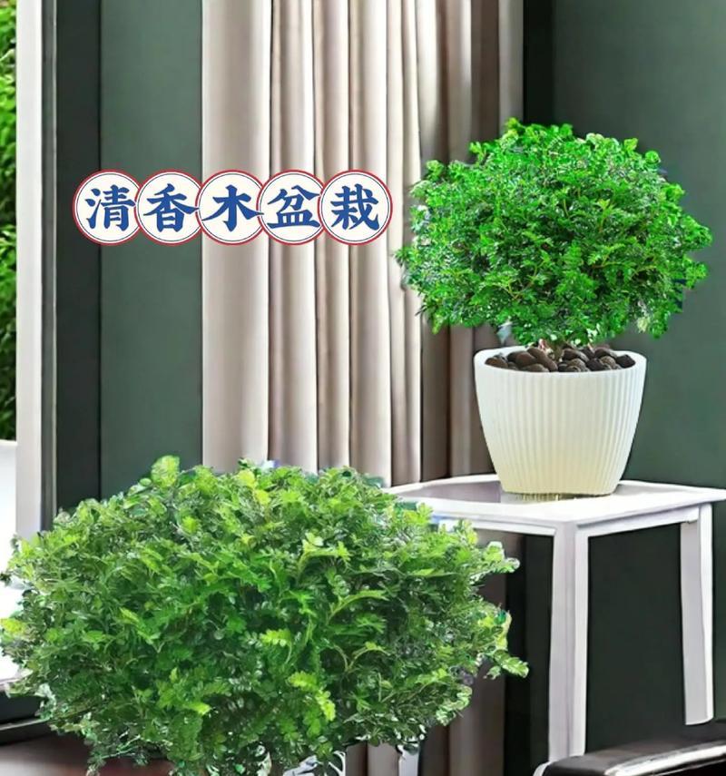 清香木的花语有哪些？