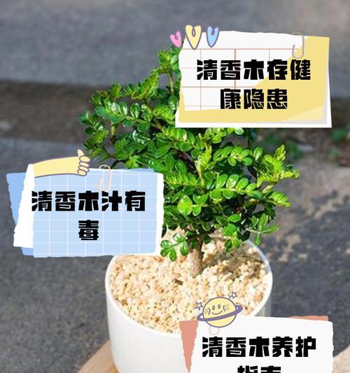 清香木的花语有哪些？
