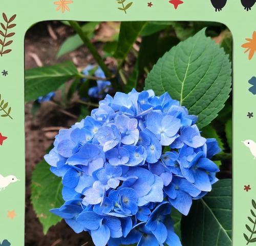 绣球花的花语是什么白色？白色绣球花代表什么含义？