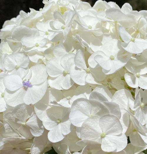 绣球花的花语是什么白色？白色绣球花代表什么含义？