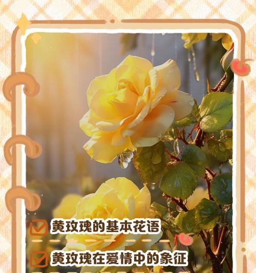 玫瑰花的普遍含义是什么？花语有何不同？