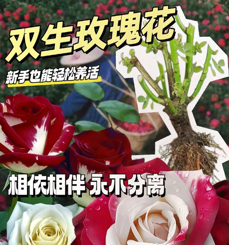 玫瑰花的普遍含义是什么？花语有何不同？