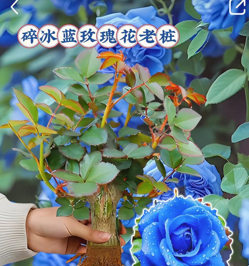 蓝玫瑰的花语和寓意是什么寓意？蓝玫瑰代表什么？