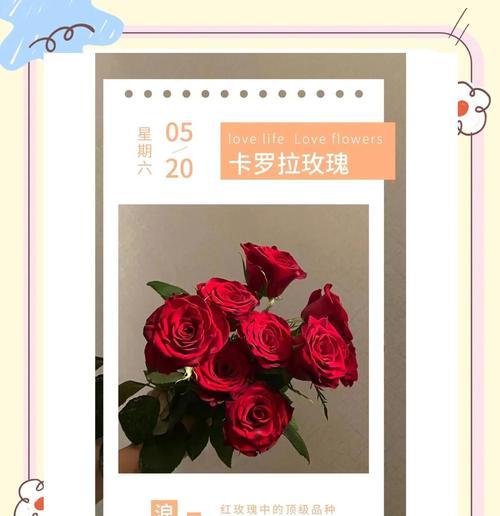 21朵卡罗拉玫瑰代表了什么？