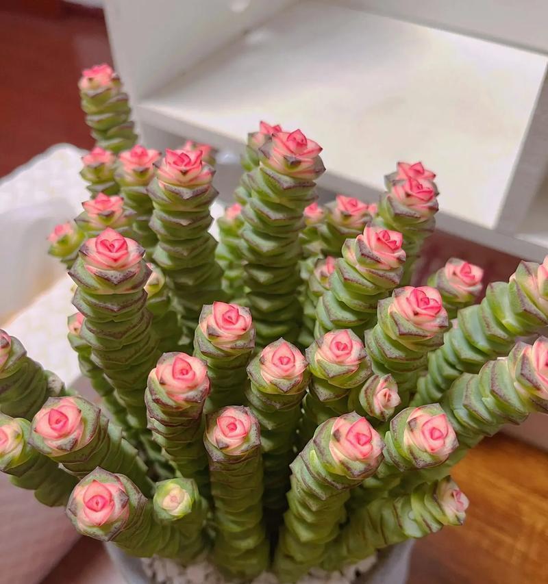 八月24日生日花语是什么？多肉花语寓意什么？