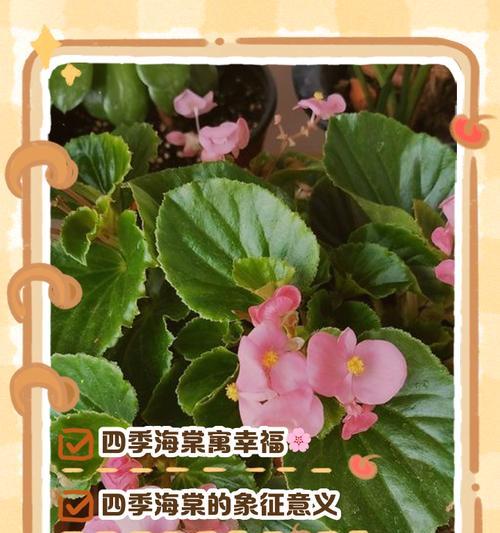 海棠花语是什么意思？走进海棠的花语有何寓意？