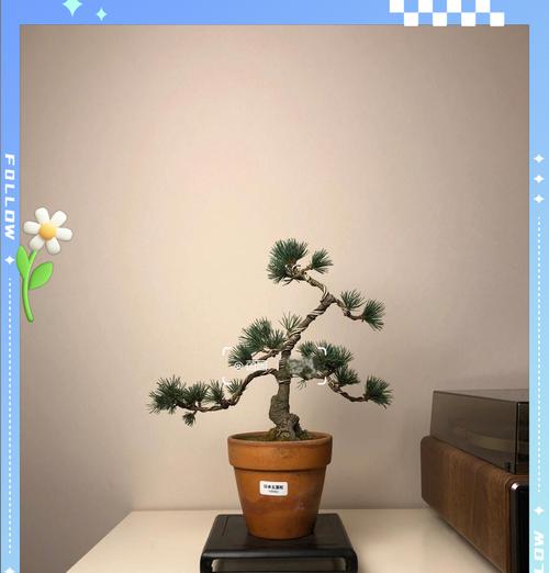 日本五针松如何养护？有哪些养护指南？