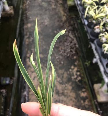 惠兰花期有多久？时间是多久？