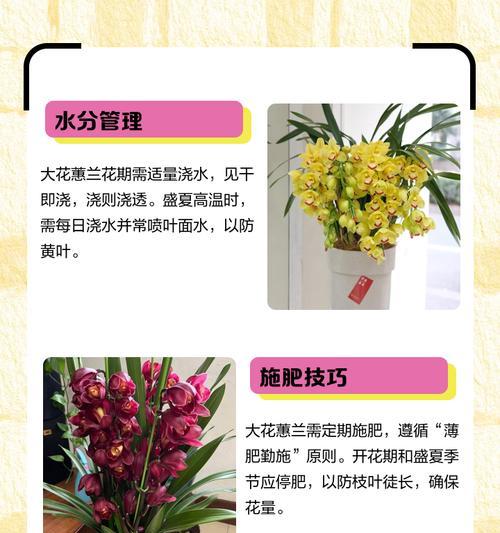 惠兰花期有多久？时间是多久？