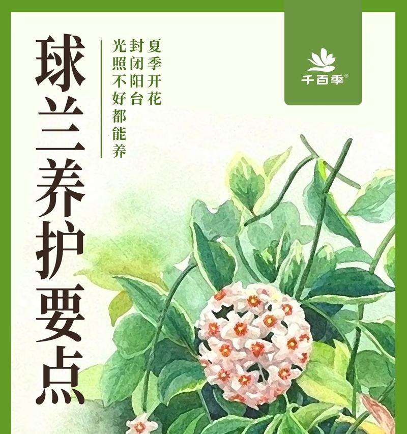 球兰开花时间是多久？有哪些养护秘籍？