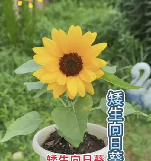 向日葵什么时候种？种植方法是什么？
