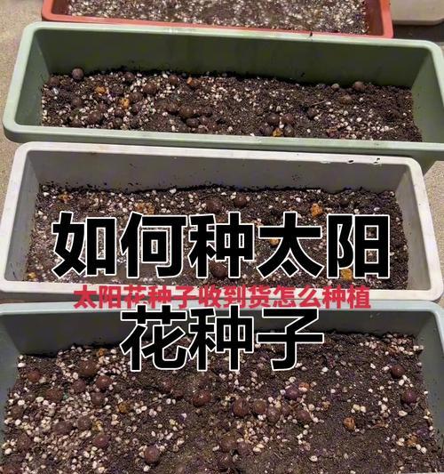 向日葵什么时候种？种植方法是什么？