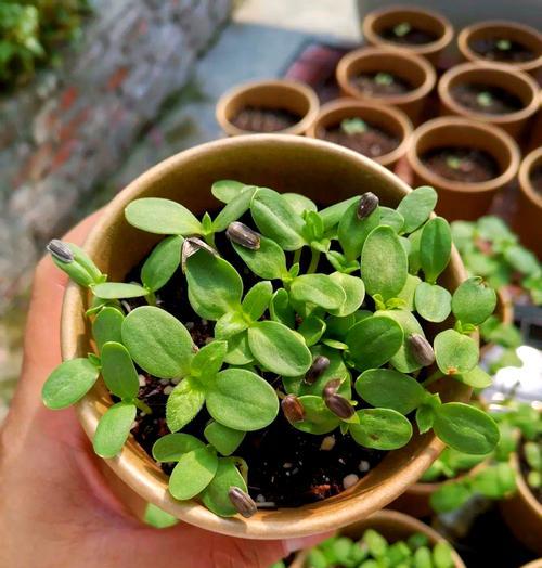 向日葵什么时候种？种植方法是什么？