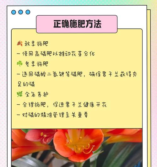 君子兰不开花的原因是什么？有哪些养护技巧？