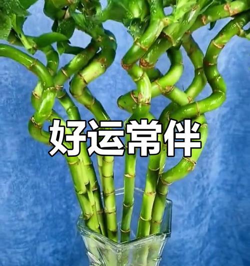 转运竹养护秘籍：怎样才能让它更旺盛？