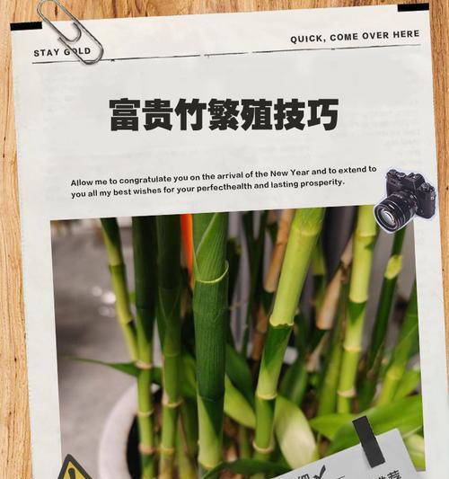 转运竹养护秘籍：怎样才能让它更旺盛？