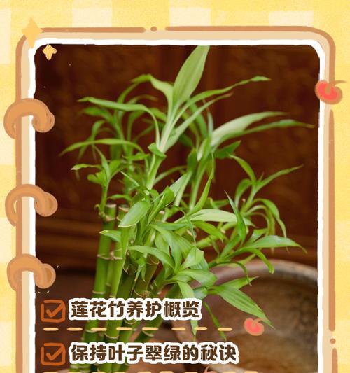 转运竹养护秘籍：怎样才能让它更旺盛？