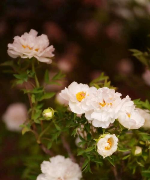 牡丹花开花时间揭秘：几点开放最佳？