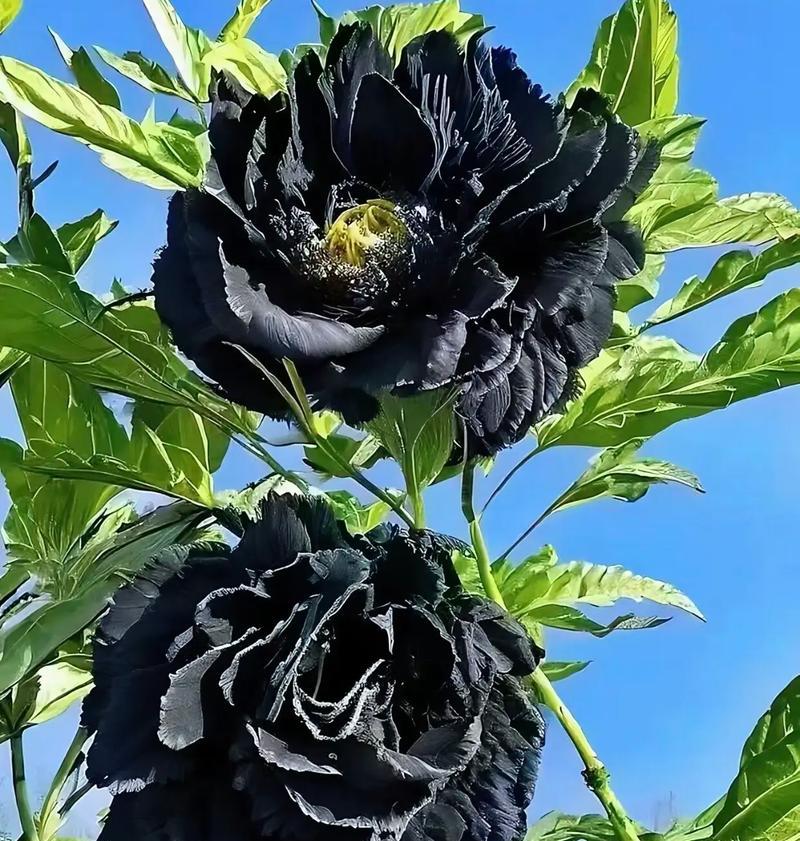 牡丹花开花时间揭秘：几点开放最佳？