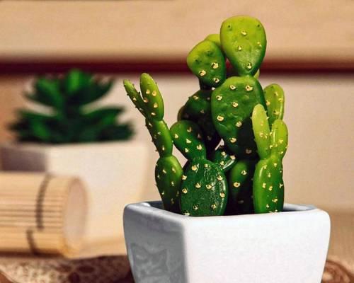 哪些花卉盆栽最适合新手养护？推荐指南