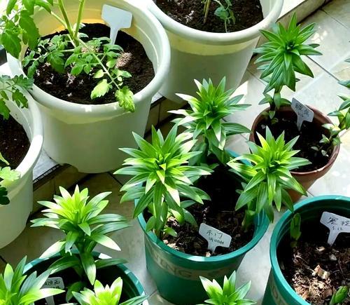 哪些花卉盆栽最适合新手养护？推荐指南