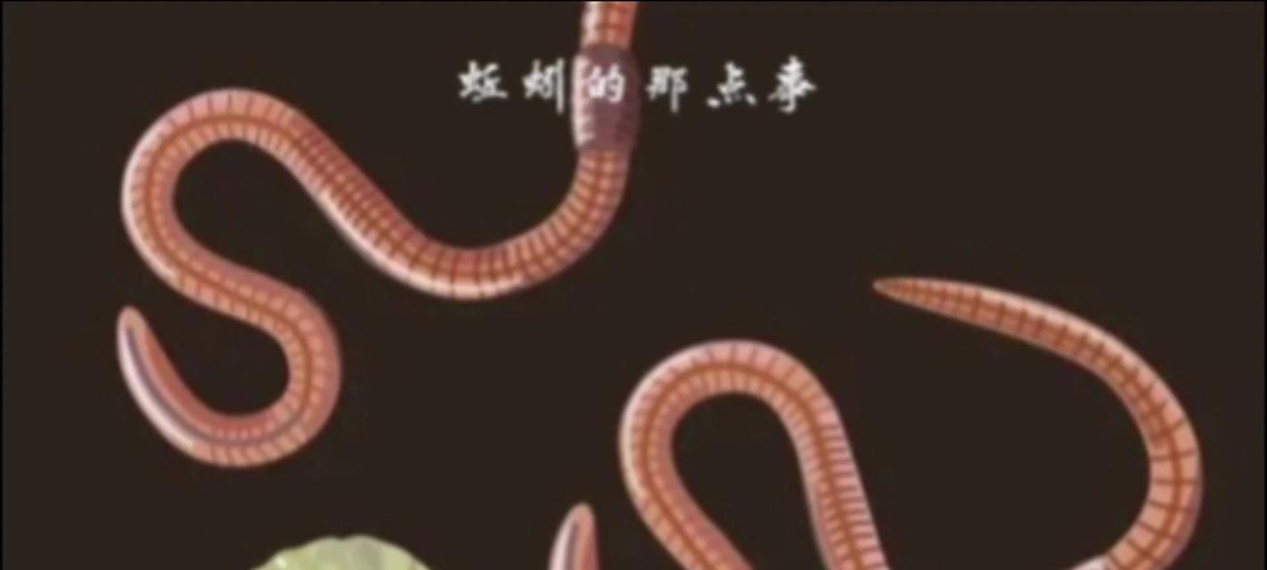 昆虫动物繁殖方式有哪些？扩展知识了解
