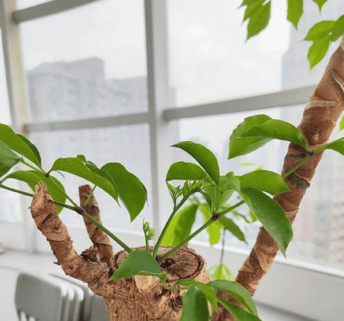 幸福树养护秘诀：如何让叶子绿油油？