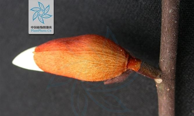 含笑花叶子为何发黄？原因解析