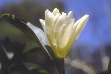 含笑花叶子为何发黄？原因解析