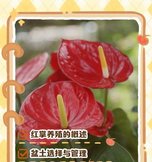 盆景红掌养护技巧：怎样才能花开不断？