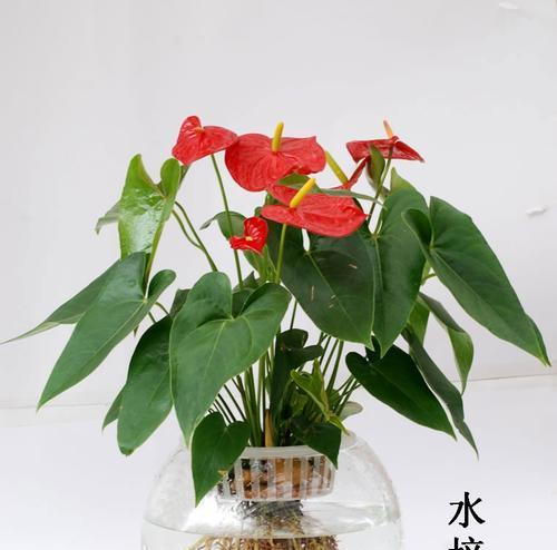 盆景红掌养护技巧：怎样才能花开不断？
