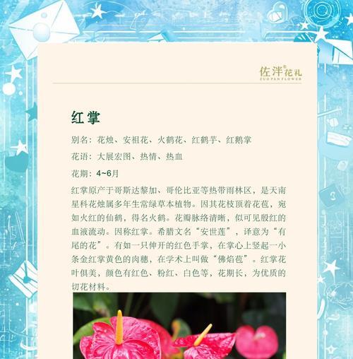盆景红掌养护技巧：怎样才能花开不断？