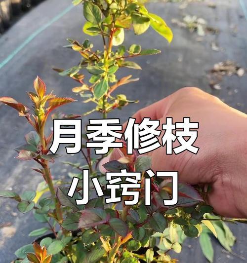 月季花养护与识别：如何正确照料月季？