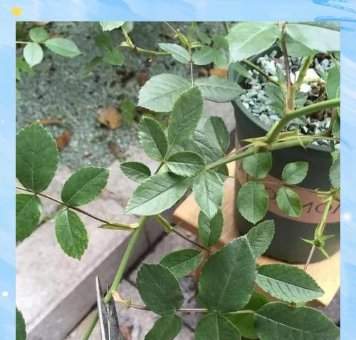 月季花养护与识别：如何正确照料月季？