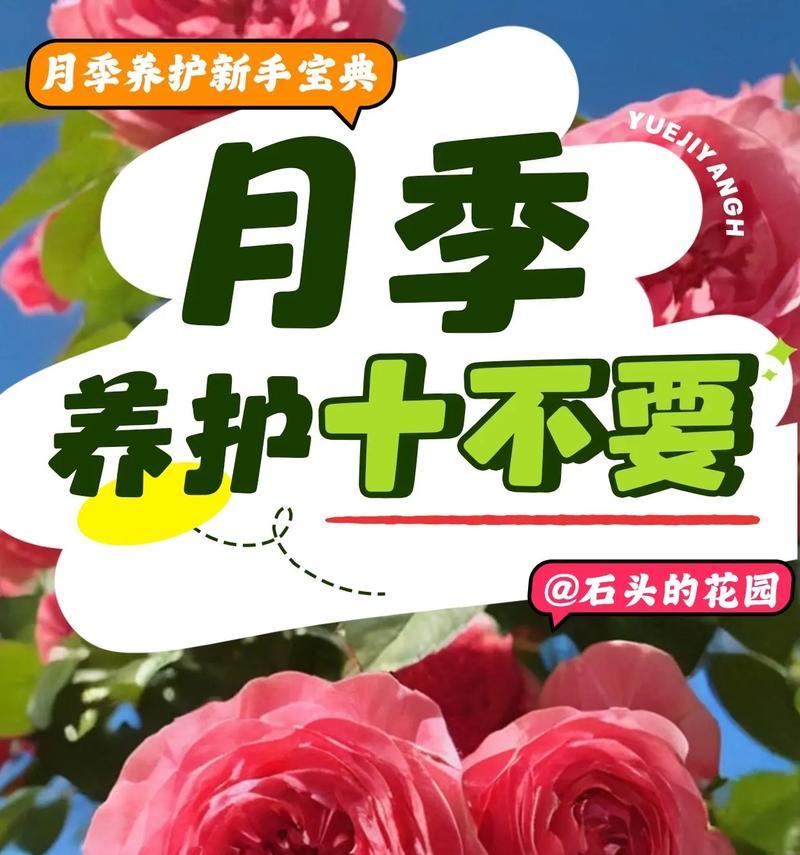 月季花养护与识别：如何正确照料月季？