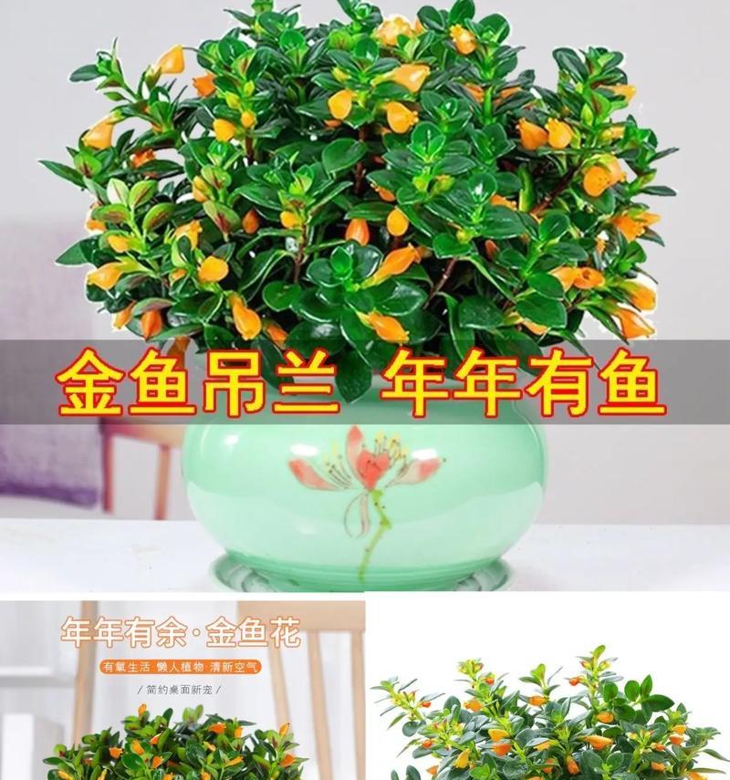 金鱼吊兰深秋养护：如何四季开花？