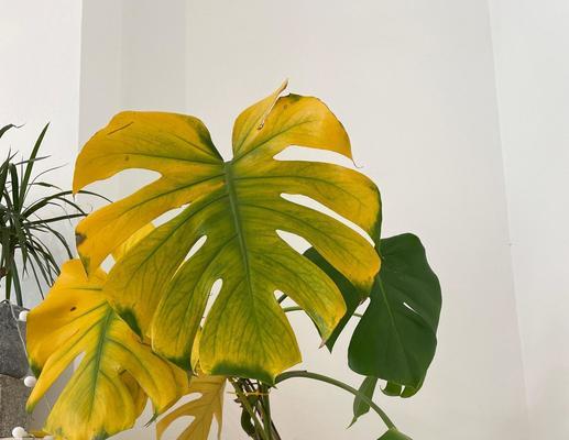 植物叶子发黄怎么办？解决方法大公开