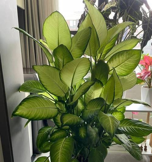 非洲茉莉：耐阴植物吗？光照需求解析