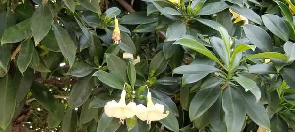 非洲茉莉：耐阴植物吗？光照需求解析