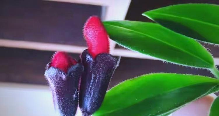 非洲茉莉：耐阴植物吗？光照需求解析