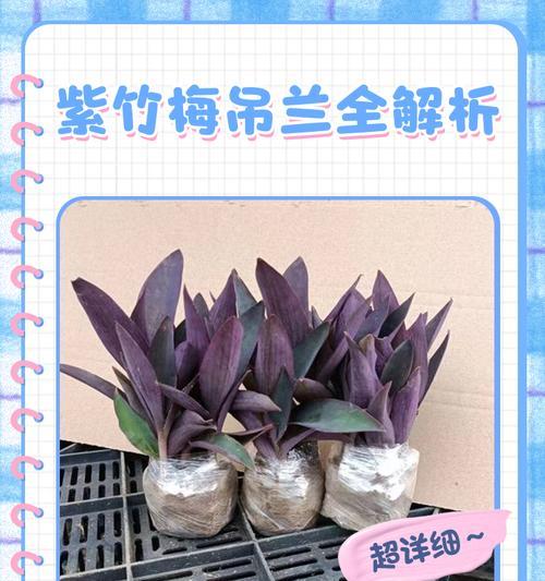 吊竹梅暮春养护：全攻略一学就会？