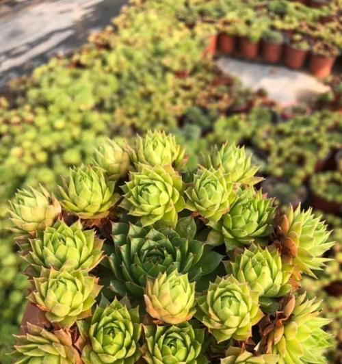 观音莲的养护方法是什么？如何让观音莲茁壮成长？