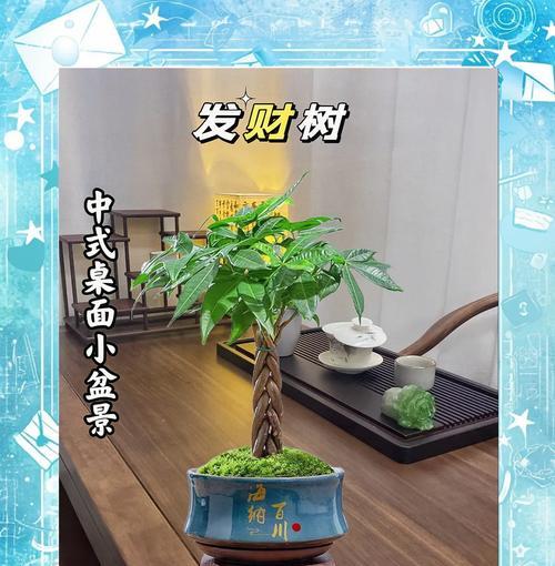 发财树如何养护？它寓意着什么？