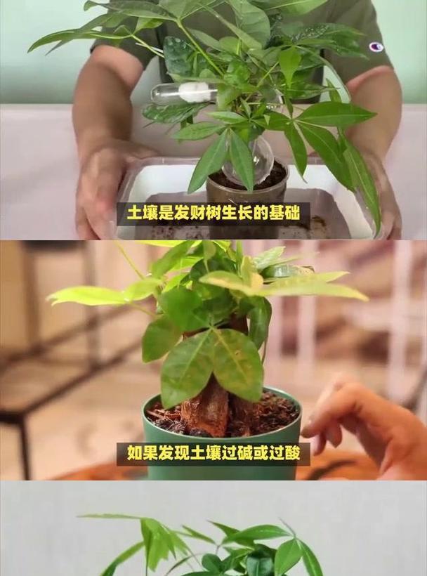 发财树如何养护？它寓意着什么？