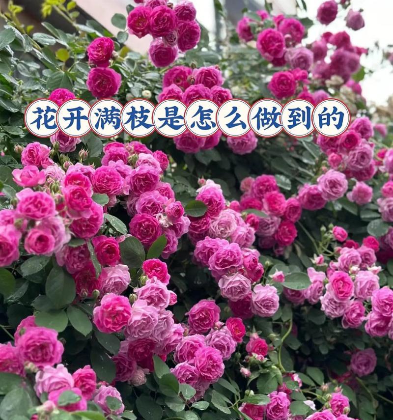 太阳花的养护要点是什么？怎样才能花开满枝？