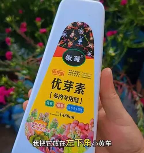 太阳花的养护要点是什么？怎样才能花开满枝？