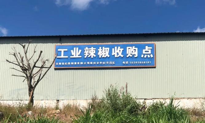保山昌宁水青树育苗新突破是什么？如何取得的？